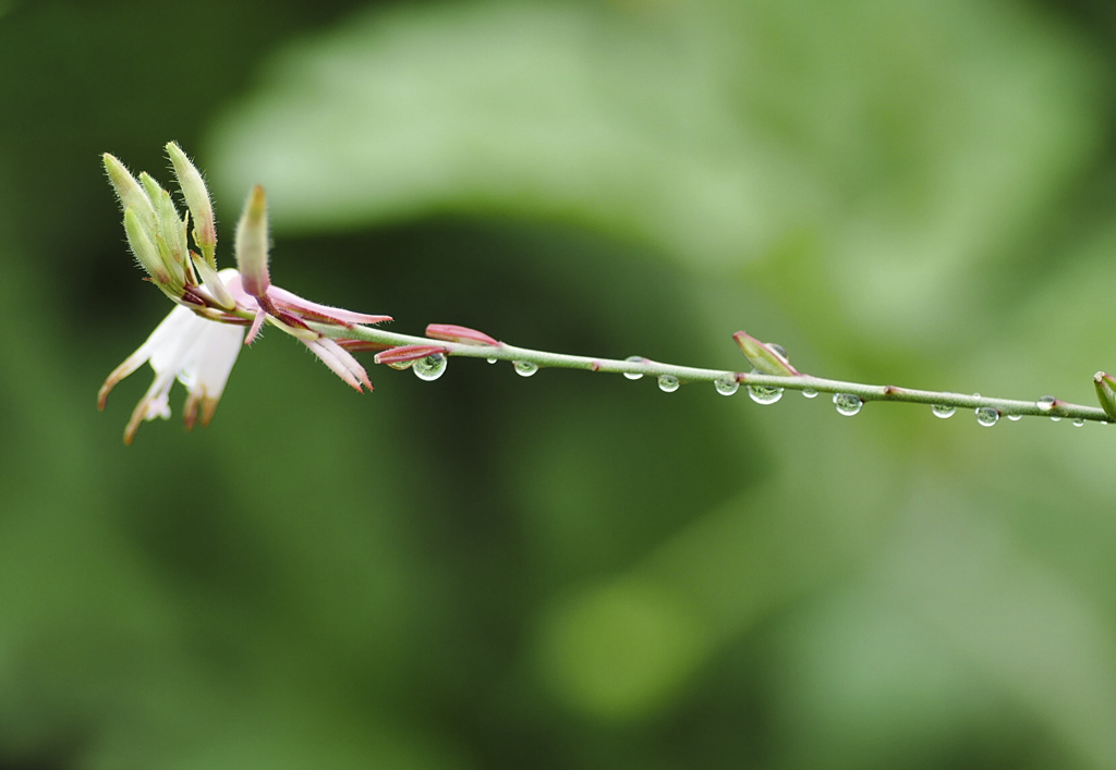 flower1020742
