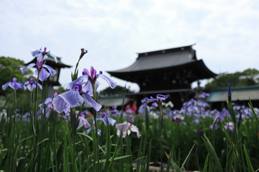 菖蒲まつり