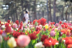 チューリップ畑