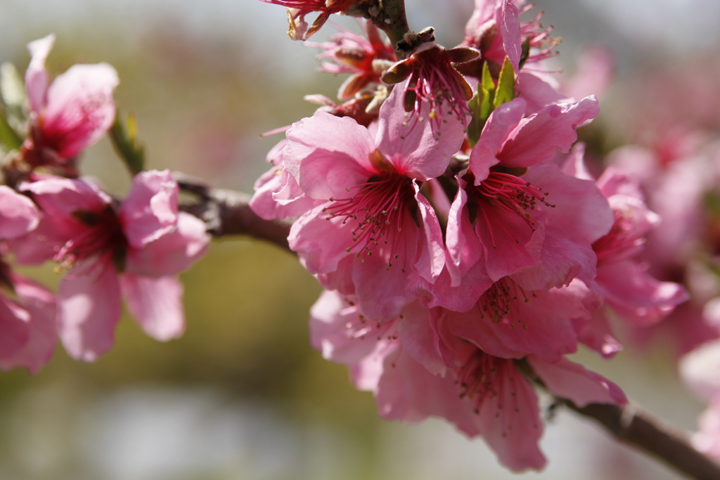 桃の花