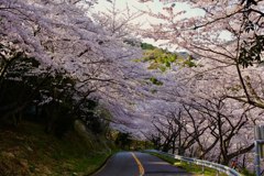 桜道