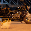 ネコとバイク