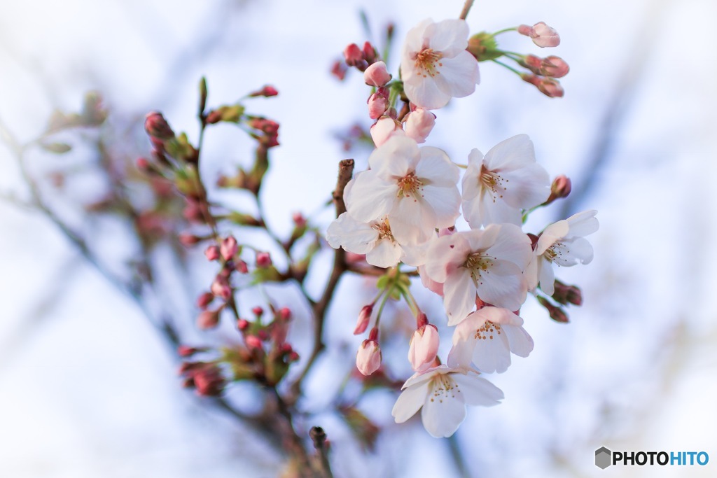 3月中旬の桜