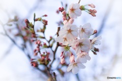3月中旬の桜