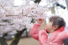 桜とムスメ。