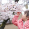 桜とムスメ。