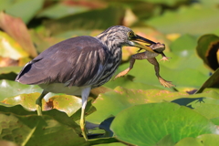 アカガシラサギ