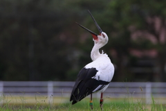 コウノトリ