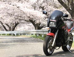 桜ニンジャ