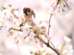 桜のスズメ