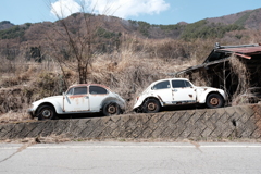 beetles2