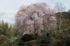 古刹の桜