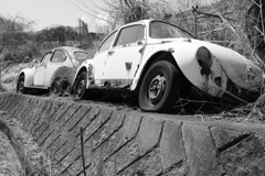 beetles1