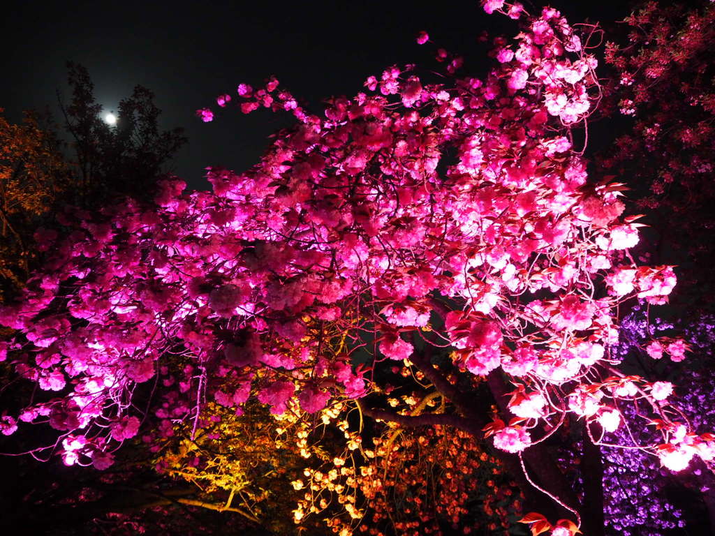 夜桜 ライトアップ