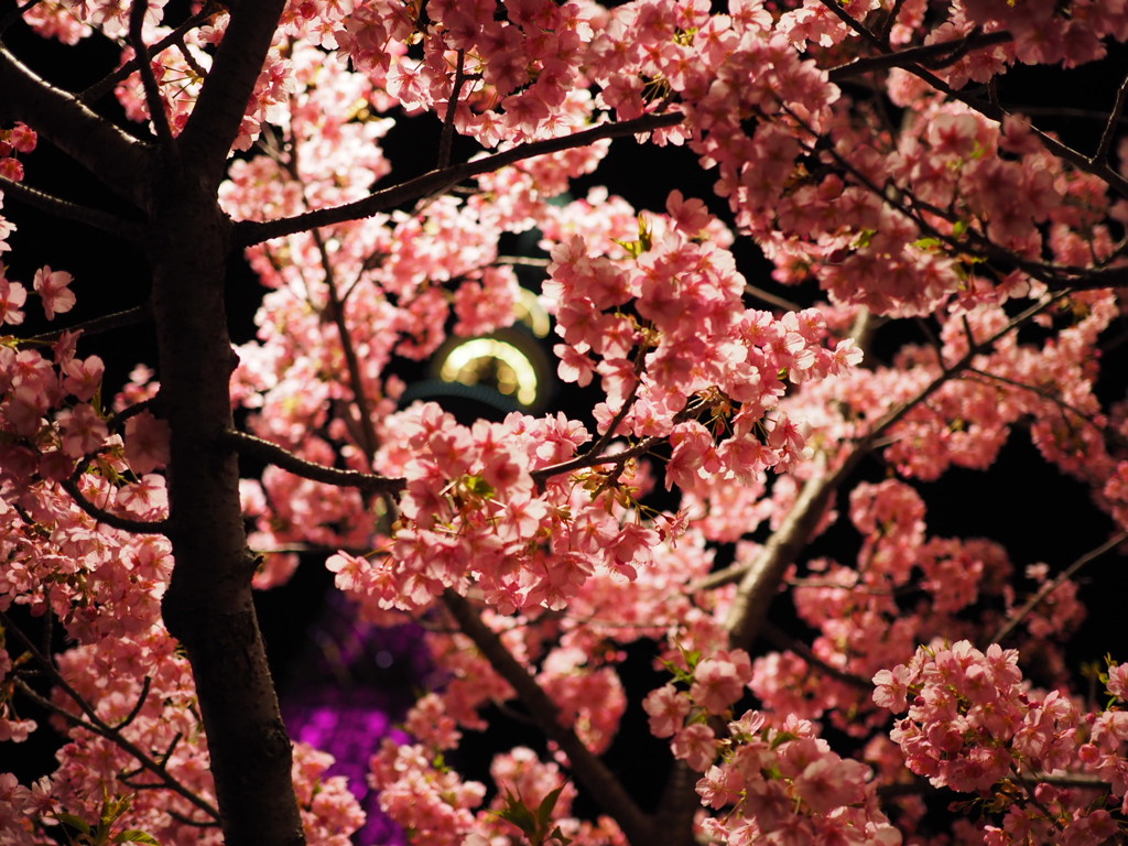 スカイツリー 桜