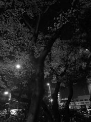 会社敷地内の桜