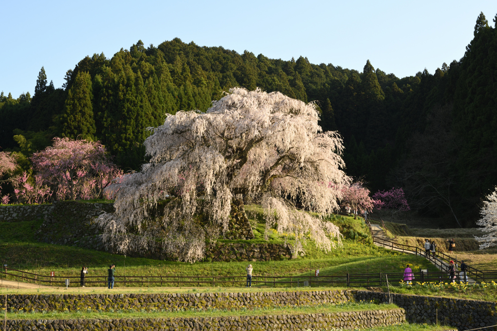 又兵衛桜