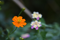 令和3年　秋　庭先の花 06
