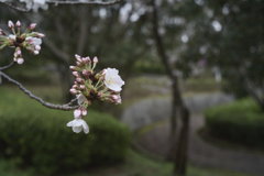 雨上がり　公園__01