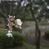 雨上がり　公園__01