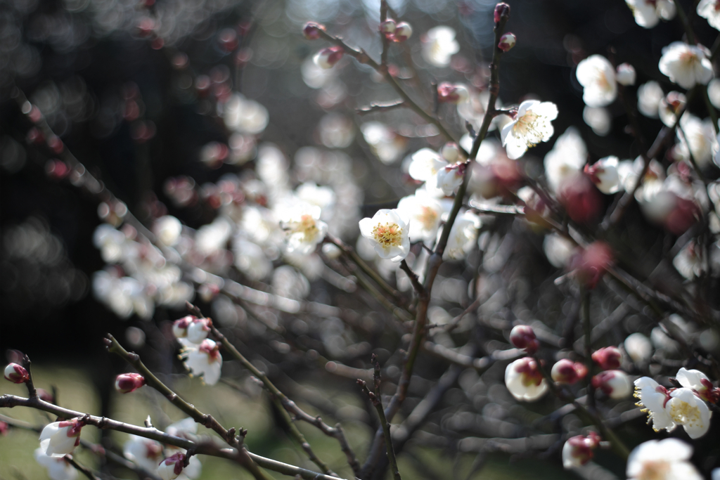 荒山公園　梅林