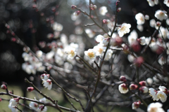 荒山公園　梅林
