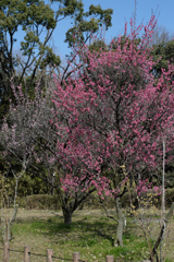 荒山公園　梅林