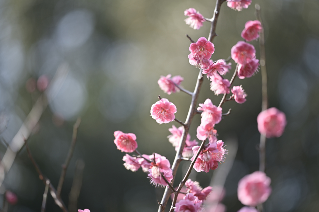 荒山公園　梅林