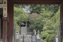 20190806 大阪府河内長野市観心寺_