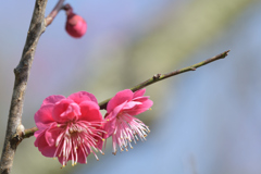 荒山公園　梅林