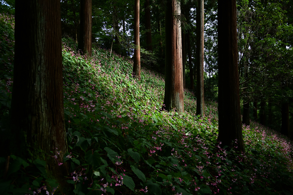 岩湧寺　秋海棠(シュウカイドウ)