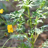 令和3年　秋　庭先の花 02