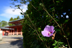 20190914湖西散策　比叡山延暦寺__06