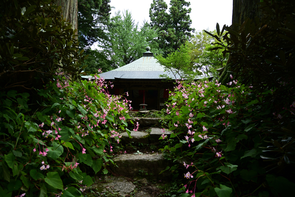 岩湧寺　秋海棠(シュウカイドウ)