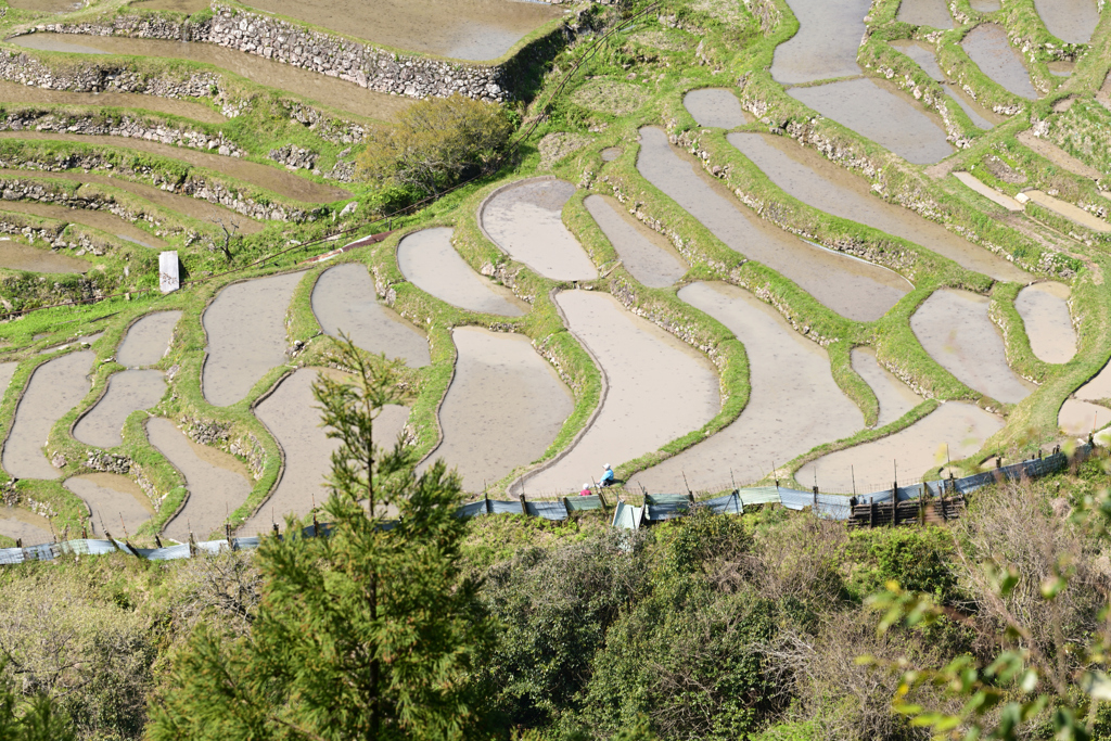 丸山千枚田　代搔き