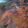 紅葉と木曽御嶽山