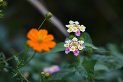 令和3年　秋　庭先の花 07