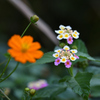 令和3年　秋　庭先の花 07