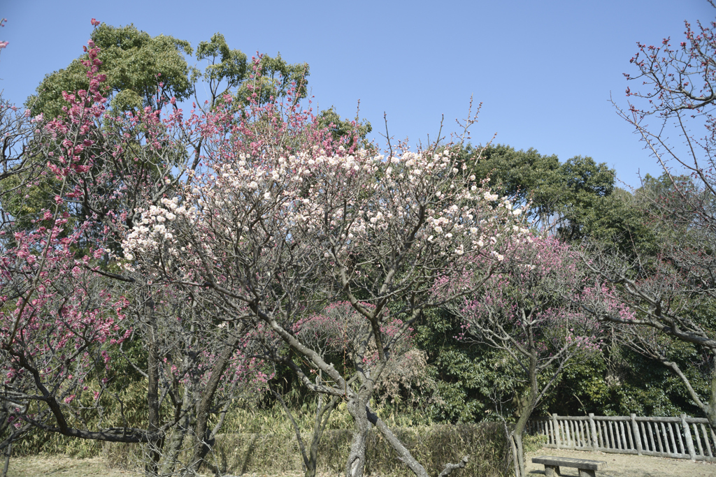 荒山公園　梅林