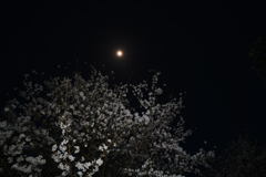 月と又兵衛桜