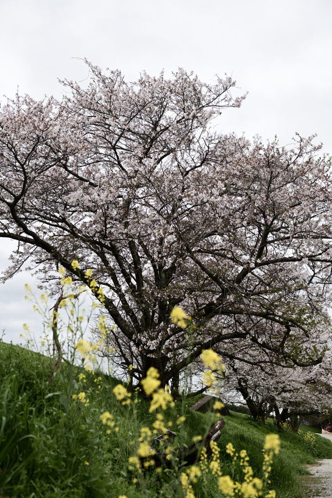 堤防の桜_雨にも負けず