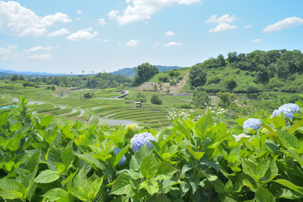 0613下赤坂棚田　紫陽花越し
