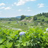 0613下赤坂棚田　紫陽花越し