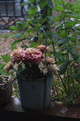 雨　花