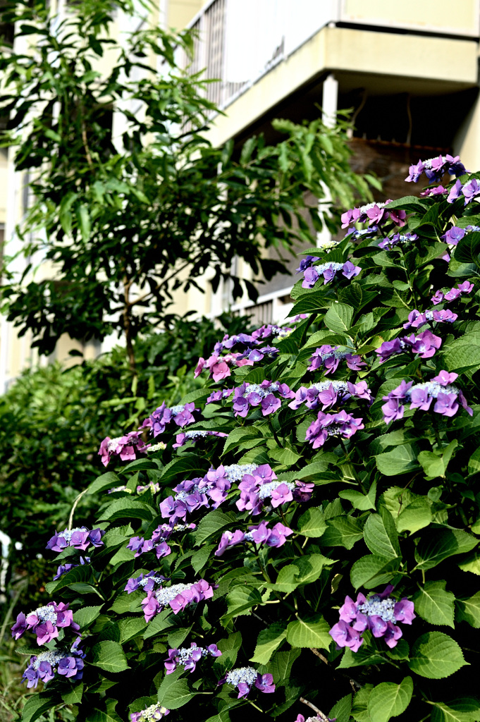 住宅　紫陽花