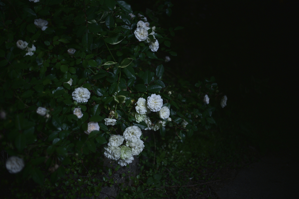 夜　照らされる　バラ