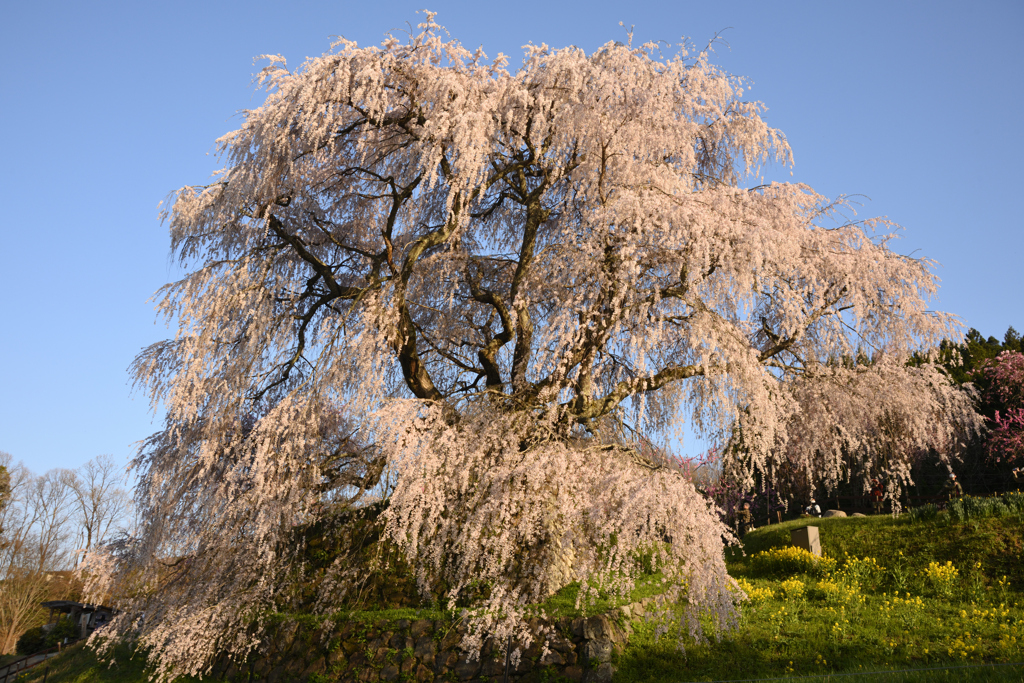 又兵衛桜