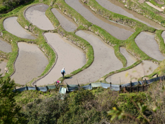 丸山千枚田　代掻き