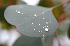 雨上がり