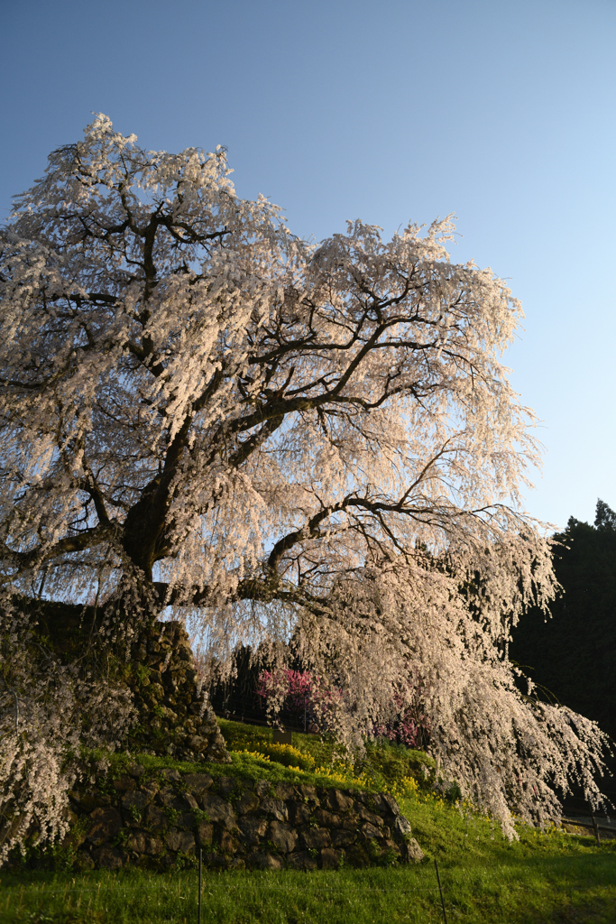 又兵衛桜